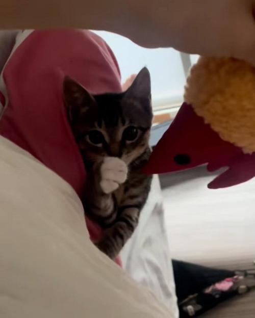 触る猫