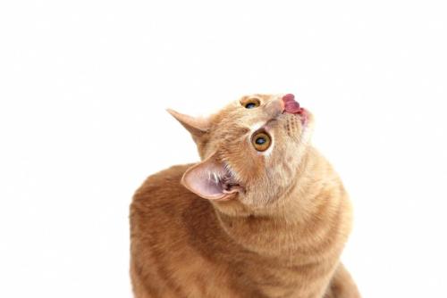 舌を見せる猫