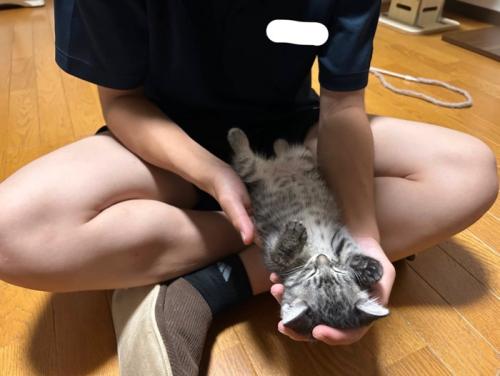 仰向けで熟睡する子猫