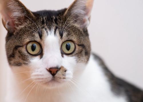 じっと正面を見つめている猫