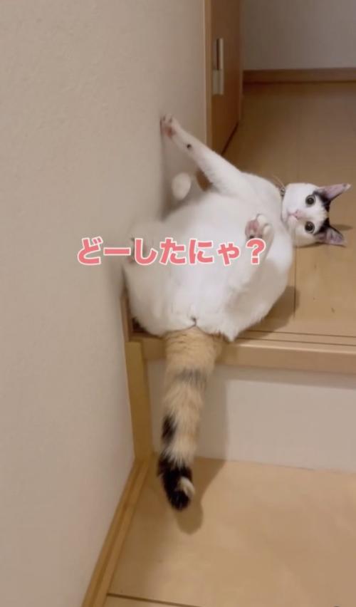 不思議そうに見る猫