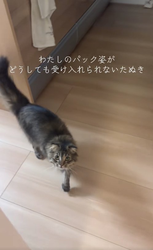 左前足を前に出しているカメラ目線の猫正面