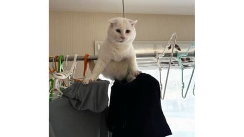 洗濯物と猫