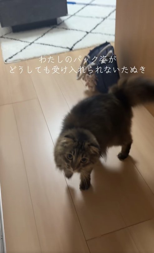 右前足を軽く上げて立っている猫