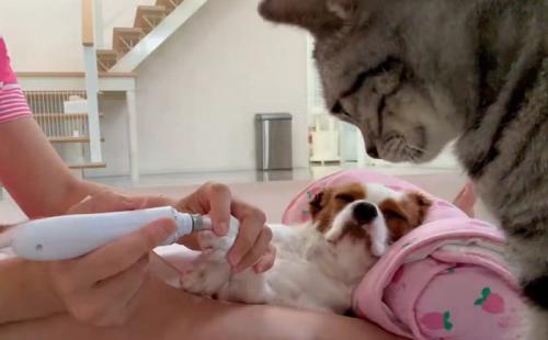 爪やすりをかけられている犬の姿を見守る猫