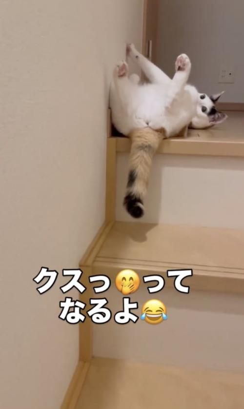 お腹を見せてくつろぐ猫