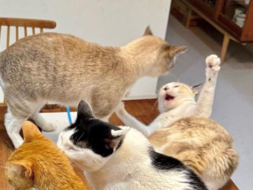 揉めている2匹の猫