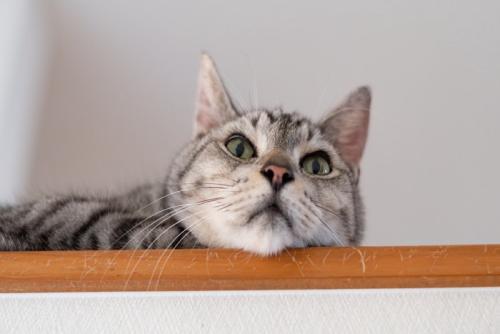高い所から見つめる可愛い猫 サバトラ猫