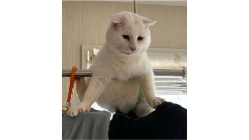 洗濯物と猫