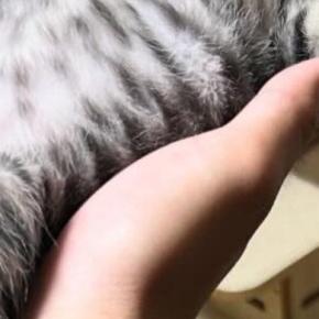 『早くお風呂入りな』と言われても動こうとしない男の子→様子を見に行くと、子猫が…尊すぎる瞬間に3万いいね「動けないw」「メロメロw」