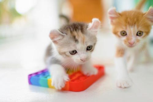 おもちゃで遊ぶ子猫