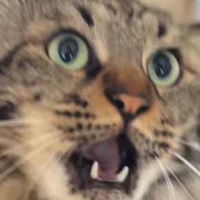 飼い主の手を見て『怒り始めたネコ』→あまりにも可愛すぎる『鳴き声』に悶絶の声「破壊力がすごい」「何度も見てしまった」と19万再生