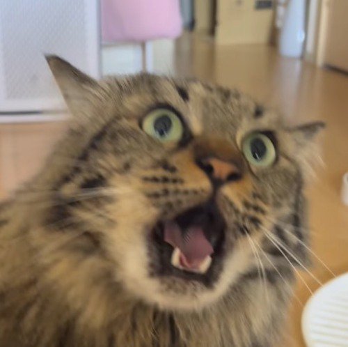 優しい声で鳴く猫