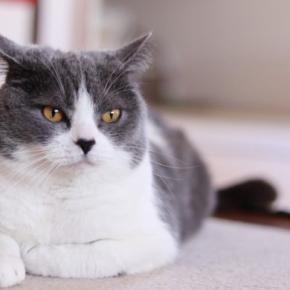 猫があなたに対して『冷めてしまう』原因3つ　見直したい行動や関係を修復するためのコツ
