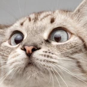 猫の『顔』に表れやすい個性的な模様5選 ユニークな呼び名や特徴もご紹介