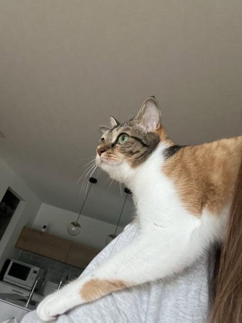 人の肩に乗る猫