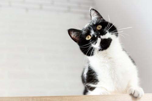 首をかしげている猫