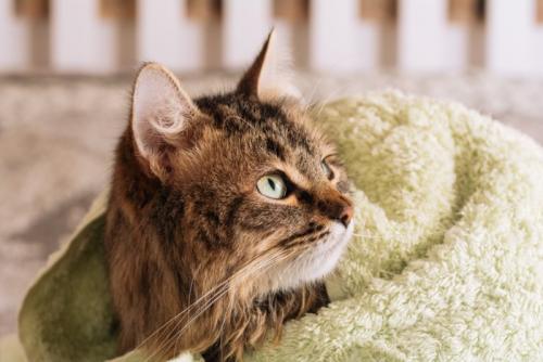 タオルにくるまる猫