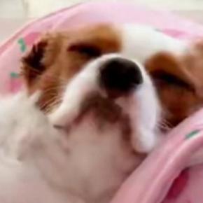 爪やすりをかけてもらい『気持ちよさそうな表情の犬』→すぐ隣には……笑ってしまう光景に2万いいね「めちゃめちゃ見てるw」「ガン見だねw」