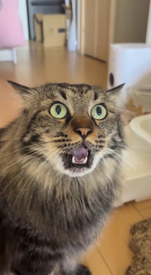 耳を横にしながら飼い主に鳴き声をあげる猫