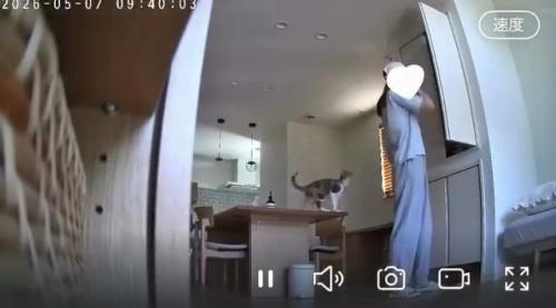 テーブルに乗る猫