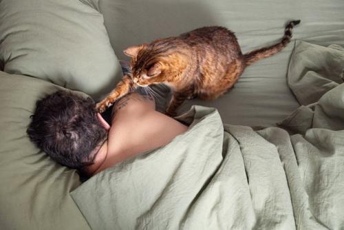 飼い主さんを起こす猫