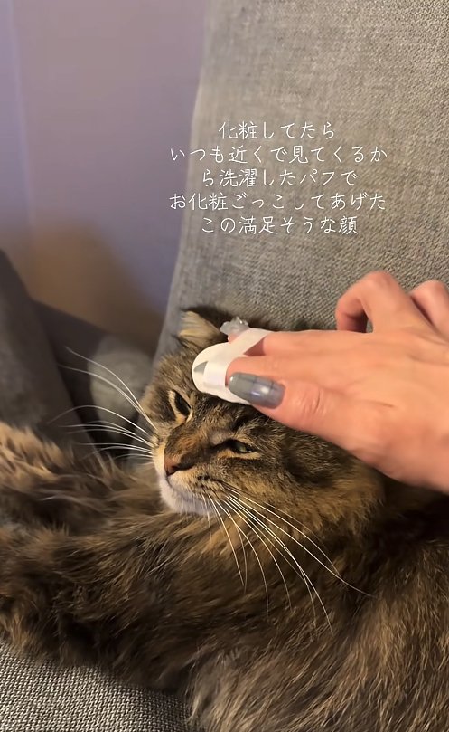 化粧用パフでおでこを撫でられている猫