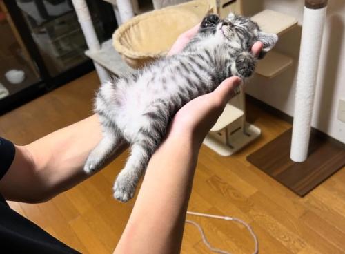 仰向けで熟睡する子猫5