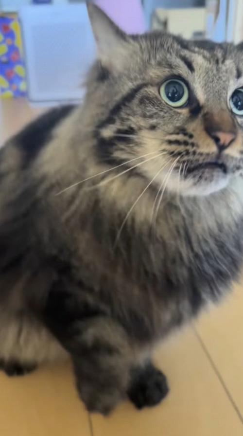 飼い主の手を見つめる猫