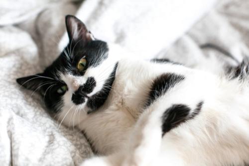 布団に寝転んでいる猫