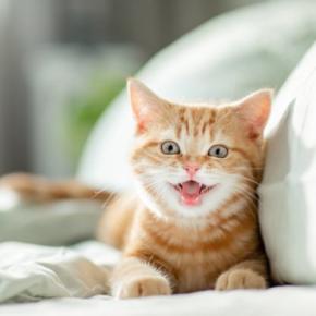 猫があなたにする『ちょっと困る行動』4選 気持ちは嬉しいけど…上手な応え方もご紹介