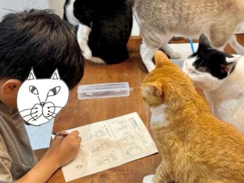 勉強中の男の子と6匹の猫3