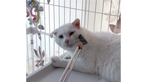 室内にいる猫