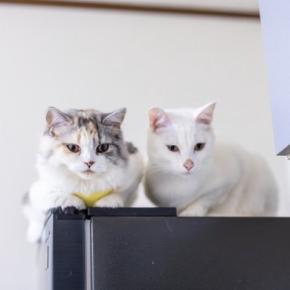 猫が『高い場所』を好んで登る理由3選　考えられる心理やトラブルの予防策まで