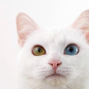 猫の『目の色』に関する4つの不思議　オッドアイはなぜ生まれるの？瞳に隠された秘密とは