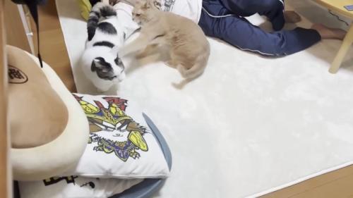 パンチ