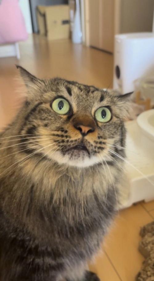 口を閉じて飼い主を見上げる猫
