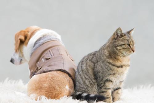 背中合わせの犬と猫