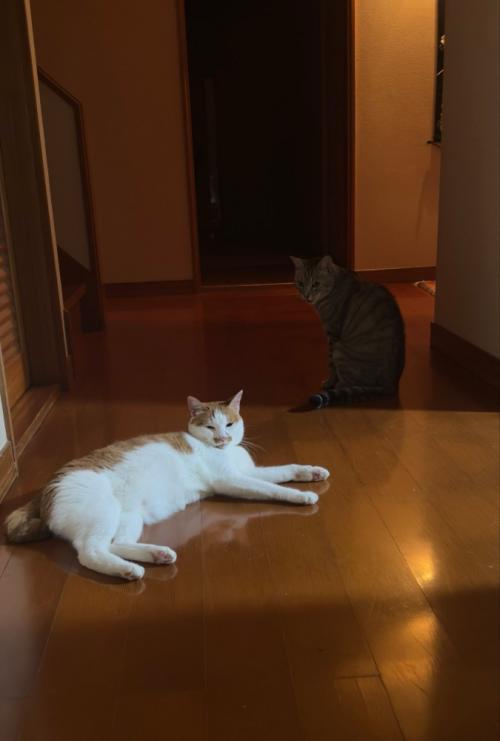 フローリングの廊下でくつろぐ茶白猫とキジトラ猫