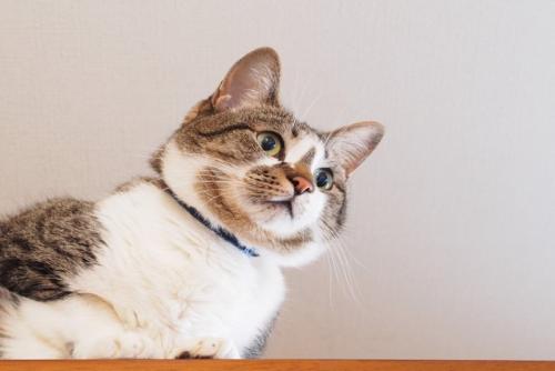 高い場所から辺りを見渡す猫