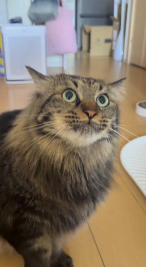 飼い主の手を凝視する猫