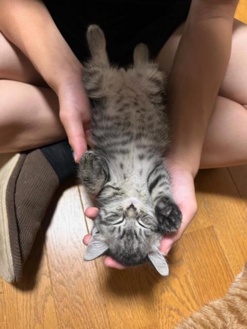 仰向けで熟睡する子猫2