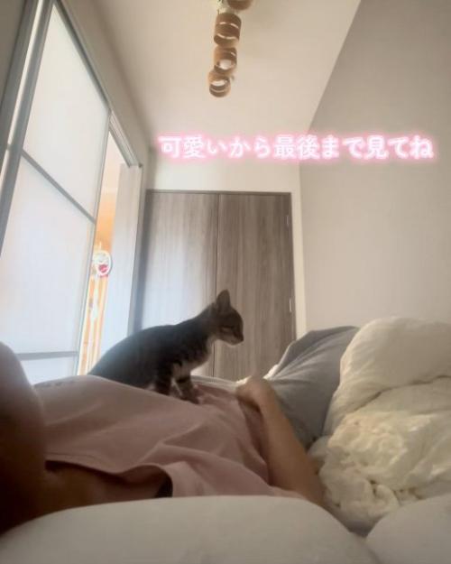 お腹に乗る猫