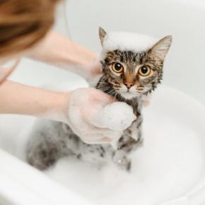 猫の『シャンプー』をするときに避けるべきNG行為5選 危険なトラブルの可能性や安全に洗う方法まで
