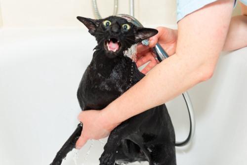 シャンプーを嫌がる猫