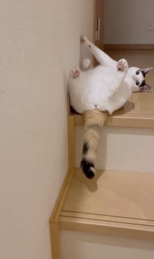 飼い主を目で追う猫