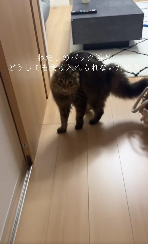 背中を丸めて威嚇のポーズをとっているカメラ目線の猫（尻尾下げ）