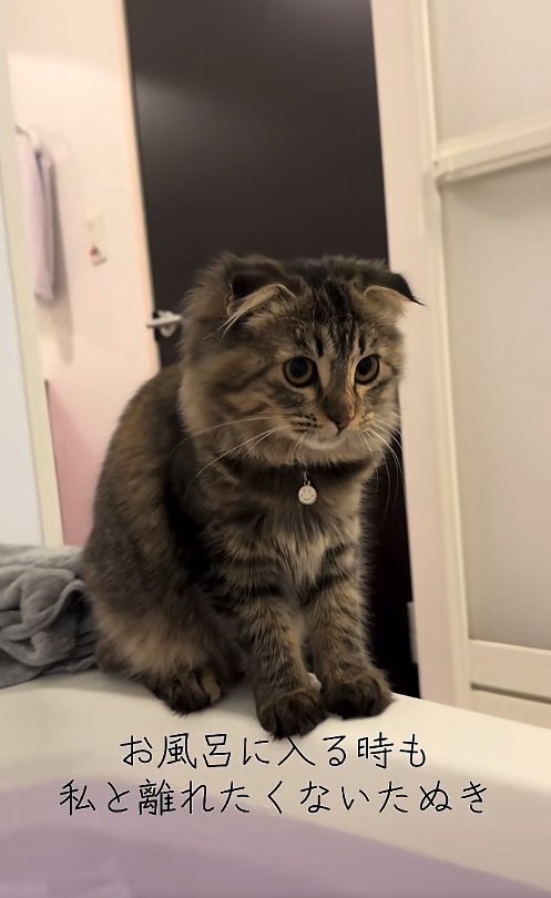 バスタブの縁でお座りをしている猫