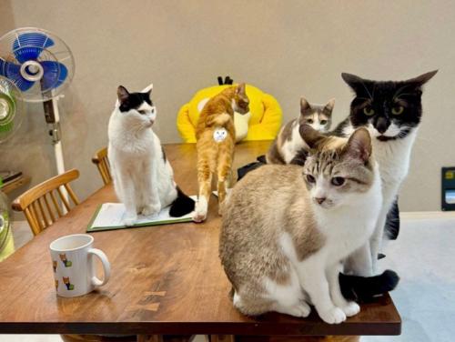 テーブルの上でくつろぐ5匹の猫