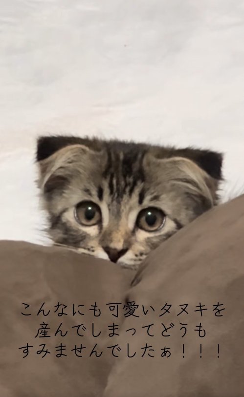 茶色いクッションの後ろから顔を覗かせている子猫